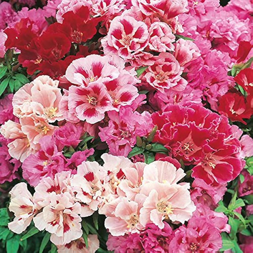 Azalea Mixed Variety Flower - for planting in home garden